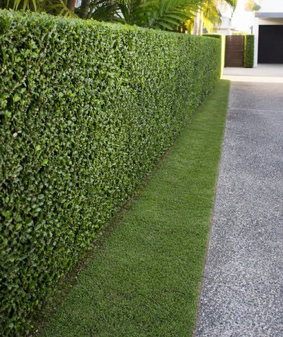 Long freshly trimmed hedge beside a driveway