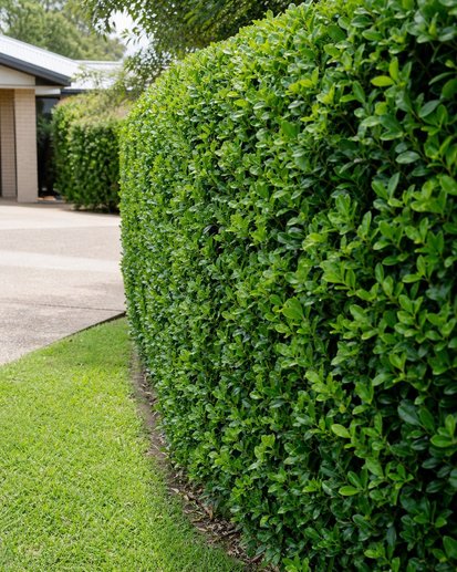A neatly trimmed green hedge in a front yard