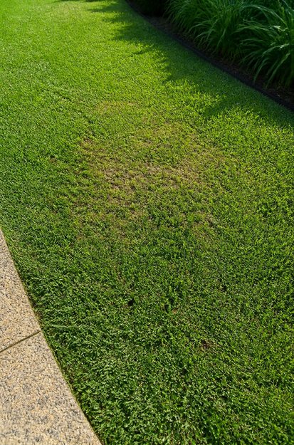 Turf care and lawn repair on healthy green grass
